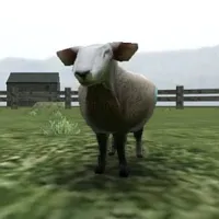 Crazy Cattle