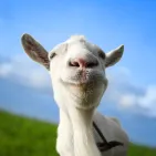 Goat Simulator is a unique and humorous video game developed by Coffee Stain Studios. Originally published in 2014, the game's chaotic gameplay and funny scenarios that players could encounter drew in the gaming community fast.